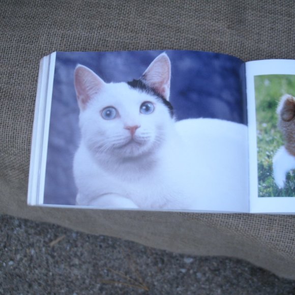 Ultimate Guide to Cat Breeds by Louisa Somerville - Picture 13 of 16